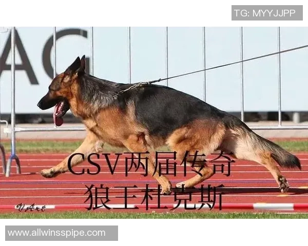 足球独狼的真实身份揭秘及其在赛场上的传奇故事